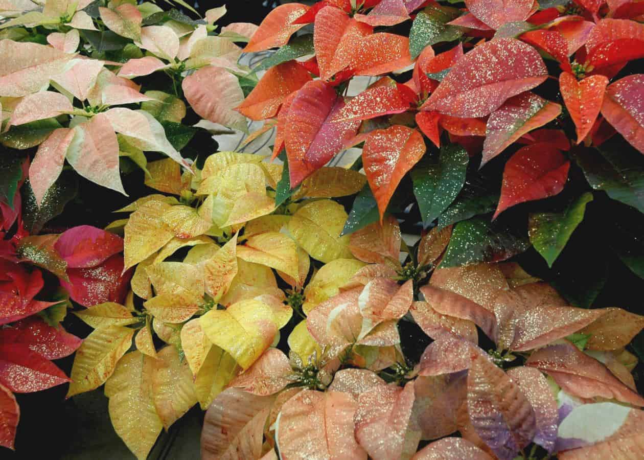 poinsettia close up