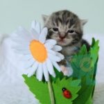 cat in flower pot