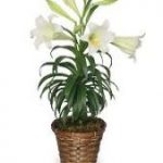 container Easter lily