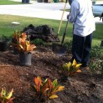 plant spacing croton