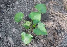 sweet-potato-florida