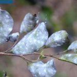 white fly infesested leaves