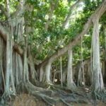 banyan tree at Edison Estates