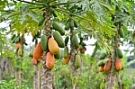 papaya tree