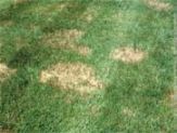 brown spots in grass