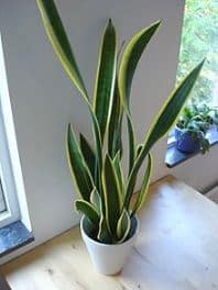 sanservieria