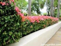 bougainvillea hedge