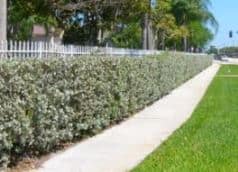 buttonwood hedge