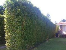 ficus hedge