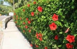 hibiscus hedge