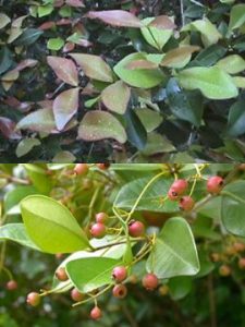 Spicewood Florida Native Plant