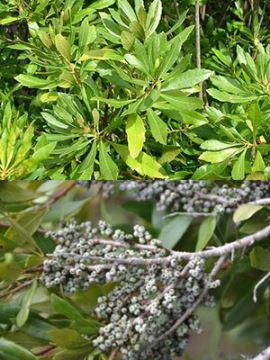 Wax Myrtle