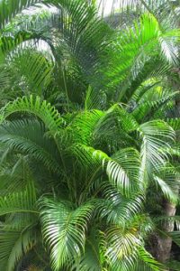 Areca-palm-Dypsis-lutescens