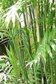 Florida Bamboo Palm