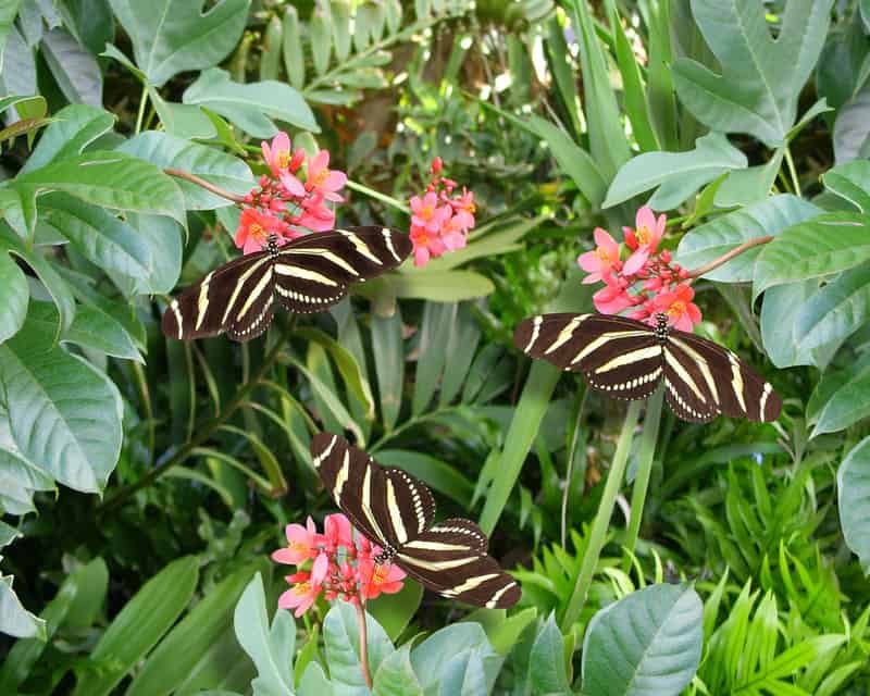Creating a Floridian Butterfly Garden