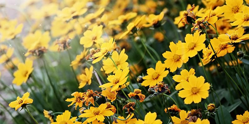 Wildflowers in Florida