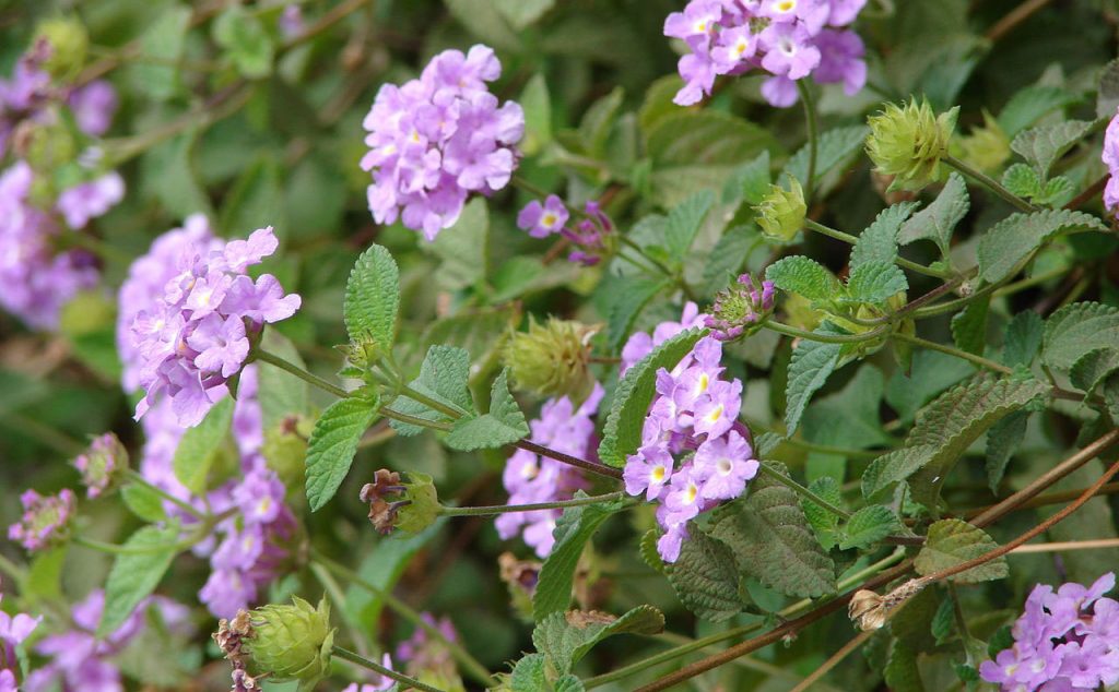 Pink and Purple Heat-Tolerant Flowers for a Blazing Summer