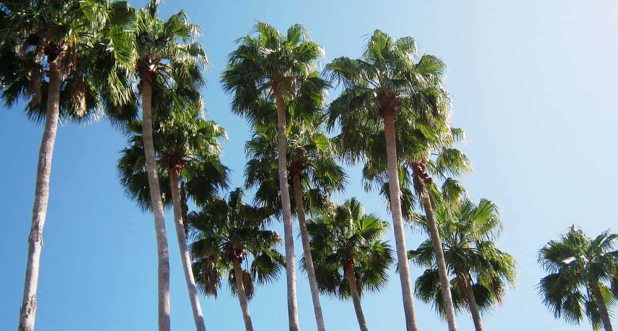 palm trees in arizona dying