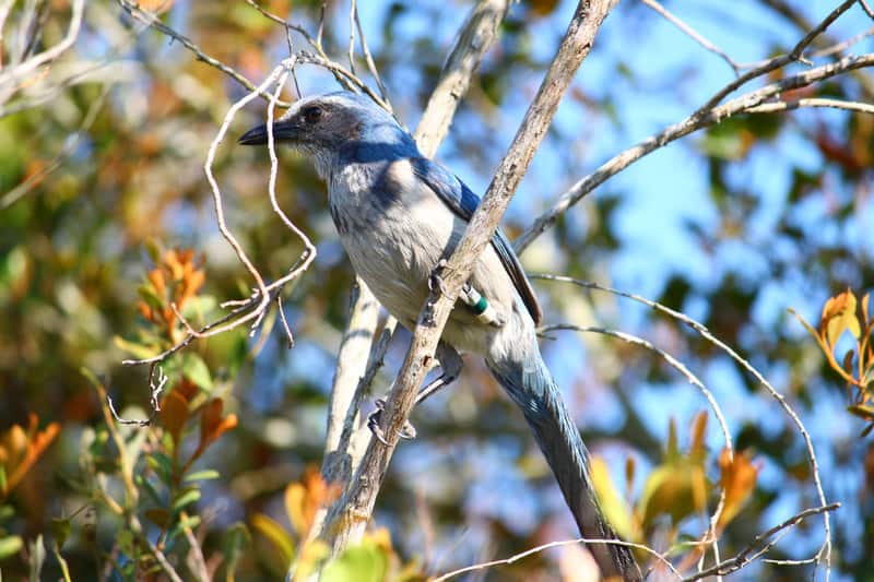 Attracting Birds to Your Florida Garden