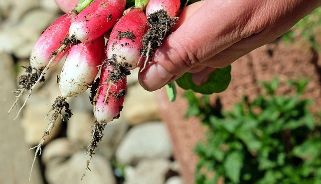 Vegetable Gardening