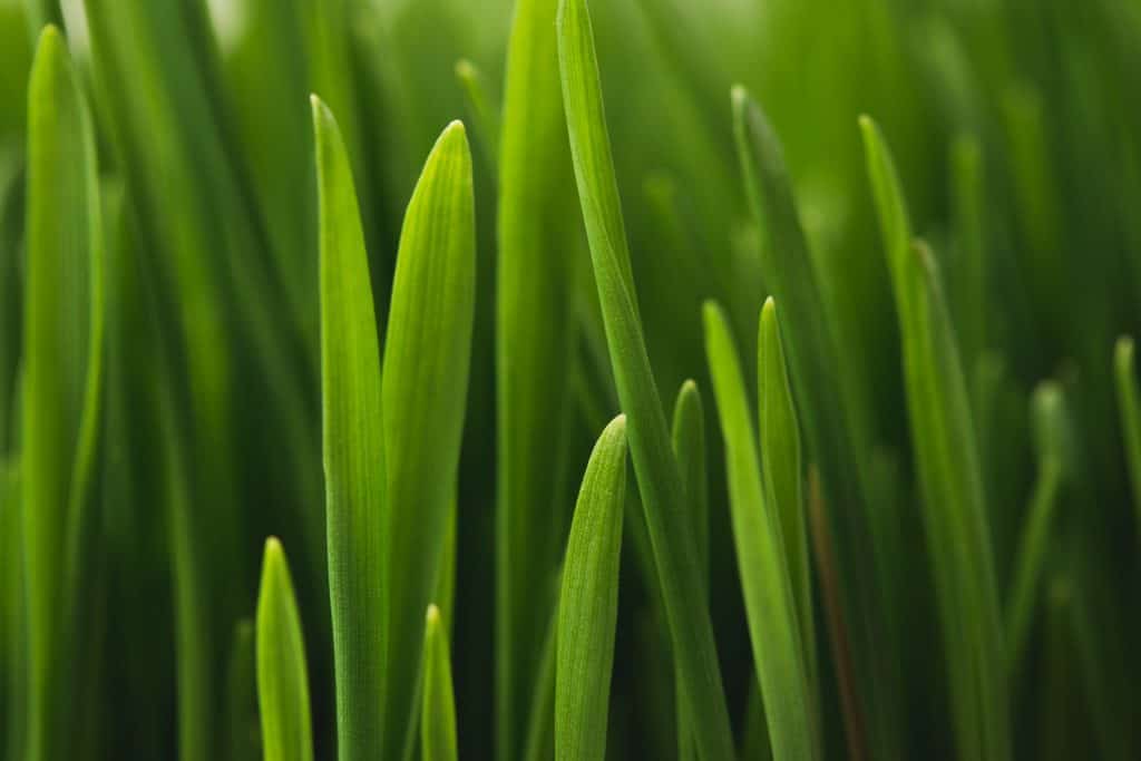 what-makes-grass-healthy-and-strong