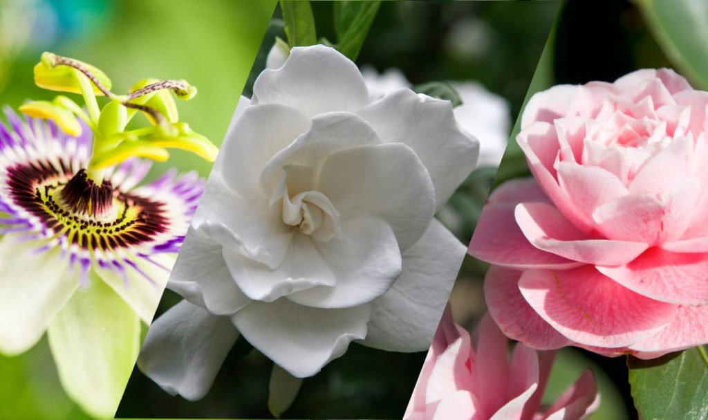 10 Of The Most Fragrant Plants For Your Florida Garden