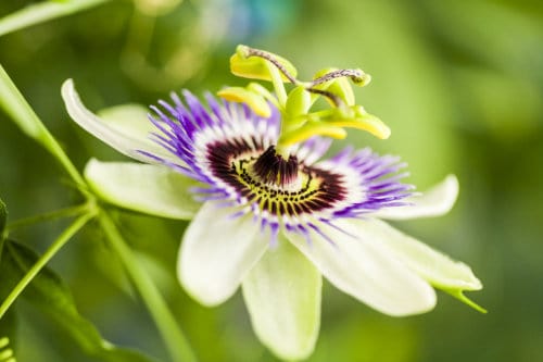 Passion Vine Flower