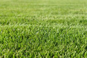 When and How To Fertilize Your Lawn?