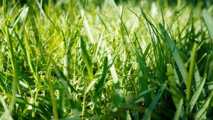 5 shade tolerant grasses in florida