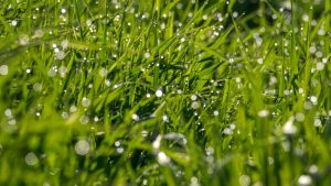 overwatering vs. underwatering signs and solutions