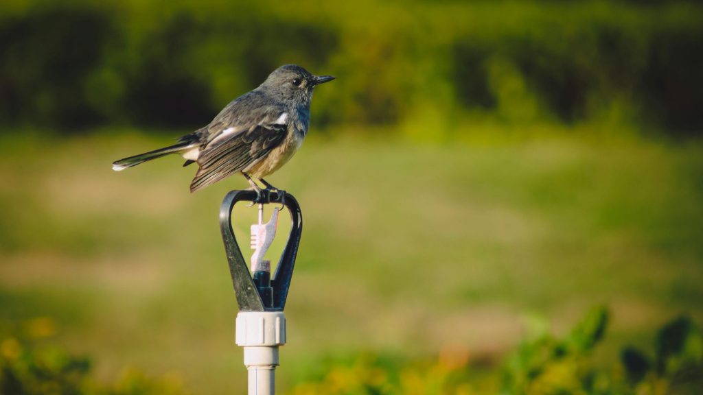 diy sprinkler repairs vs. hiring a professional