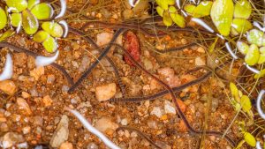 how beneficial nematodes help control garden pests in cape coral