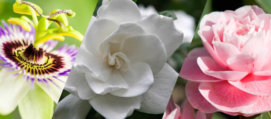 10 Of The Most Fragrant Plants For Your Florida Garden