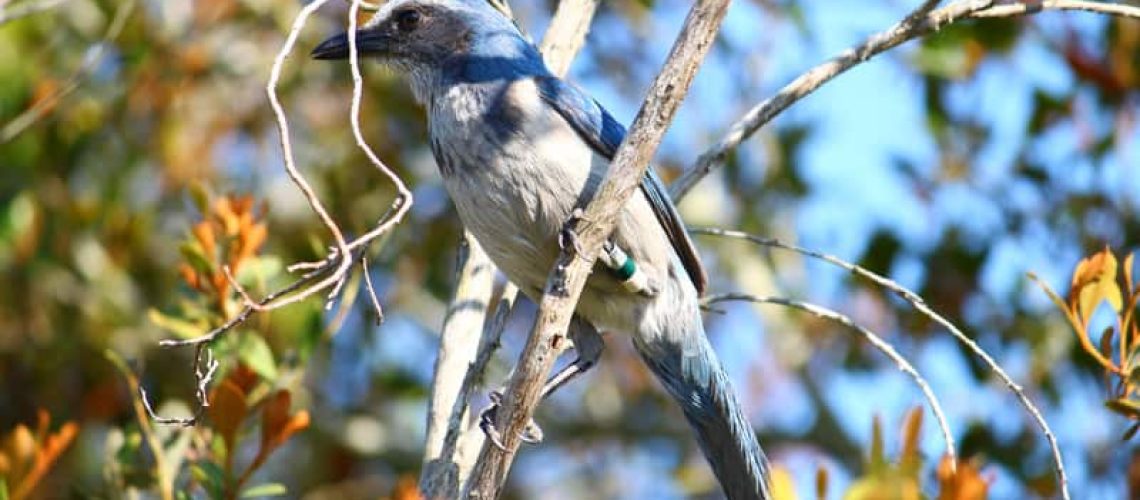 Attracting Birds to Your Florida Garden