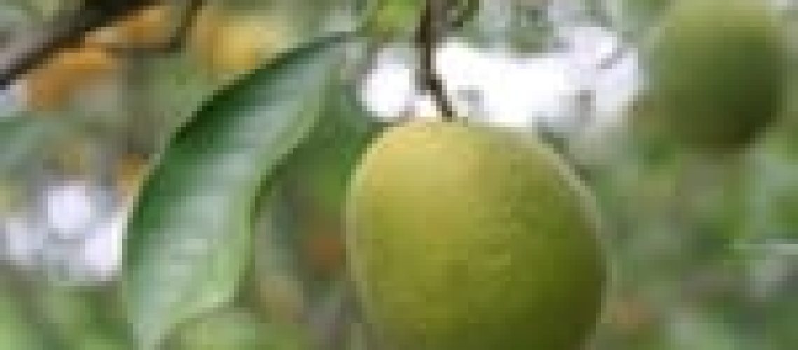 Citrus-Greening-150x105
