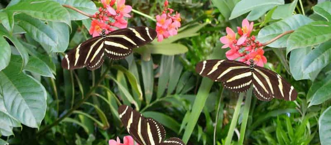 Creating A Floridian Butterfly Garden Irrigation Landscaping