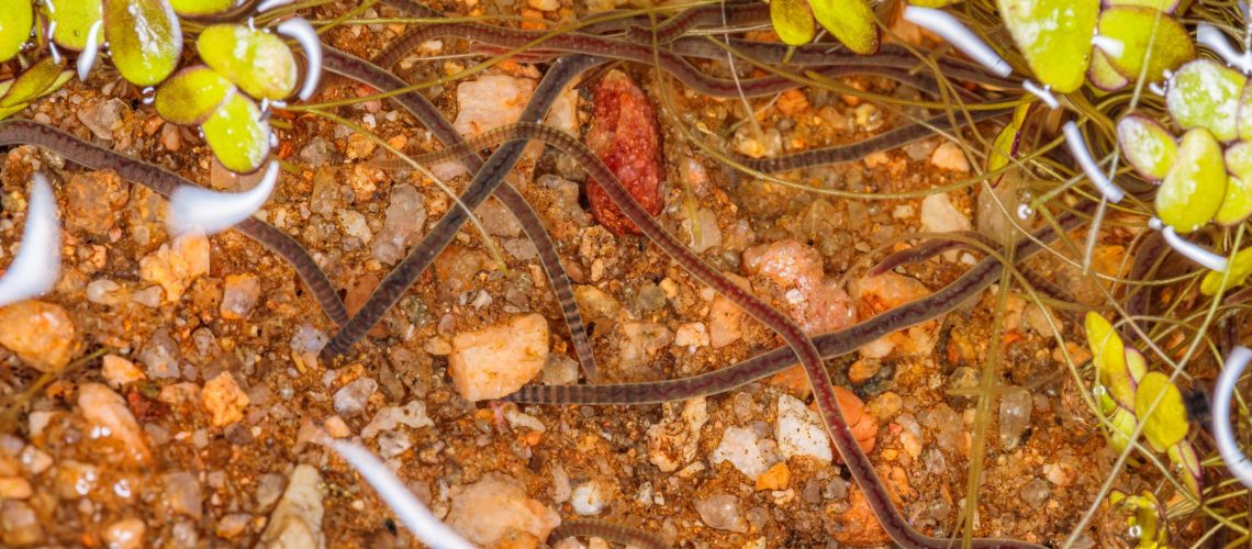 how beneficial nematodes help control garden pests in cape coral