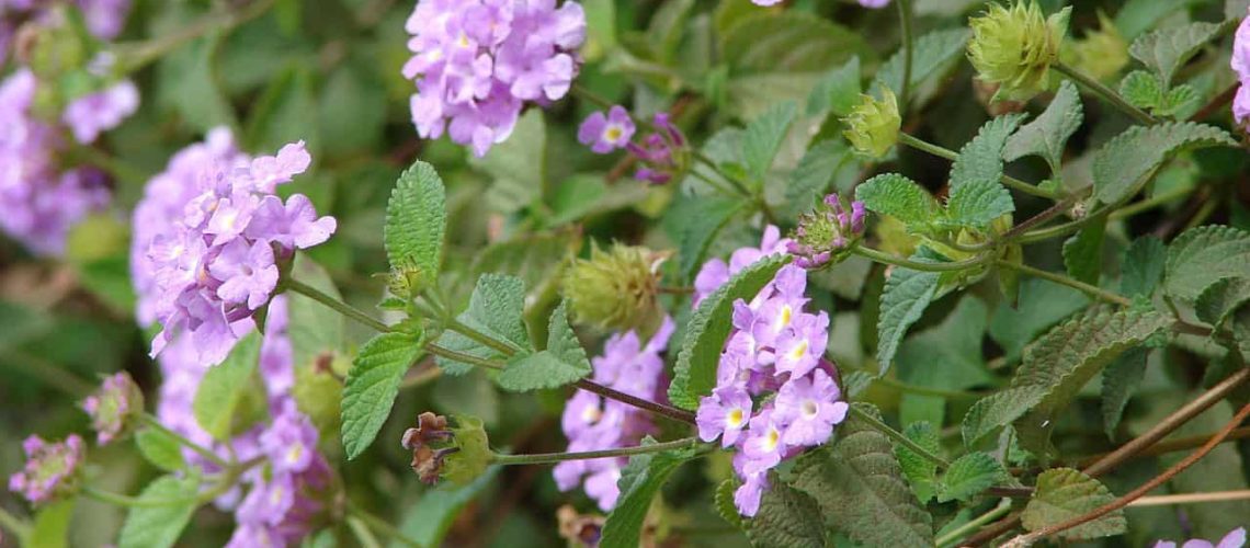 Pink and Purple Heat-Tolerant Flowers for a Blazing Summer