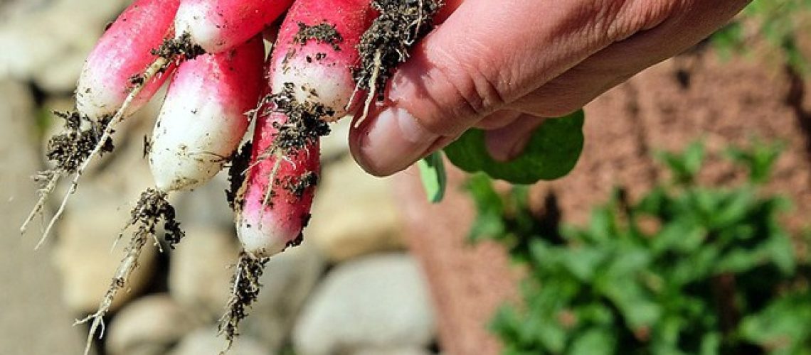 Vegetable Gardening