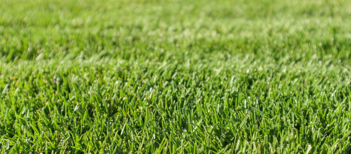 When and How To Fertilize Your Lawn?