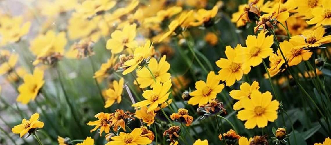 Wildflowers in Florida