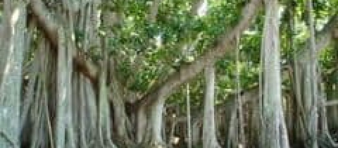banyan tree at Edison Estates