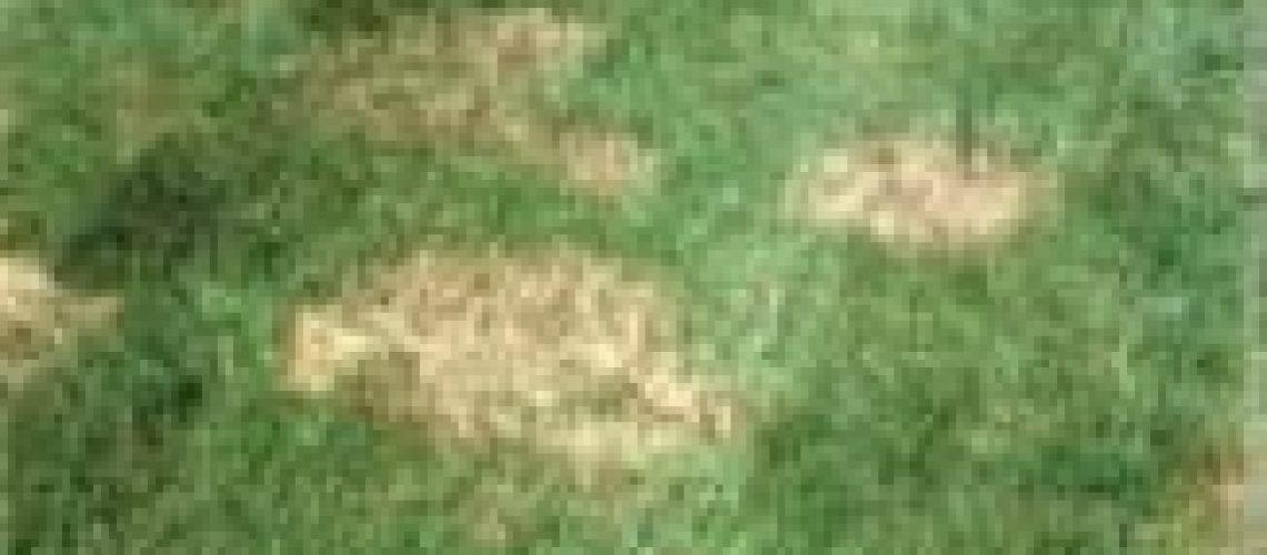 brown spots in grass