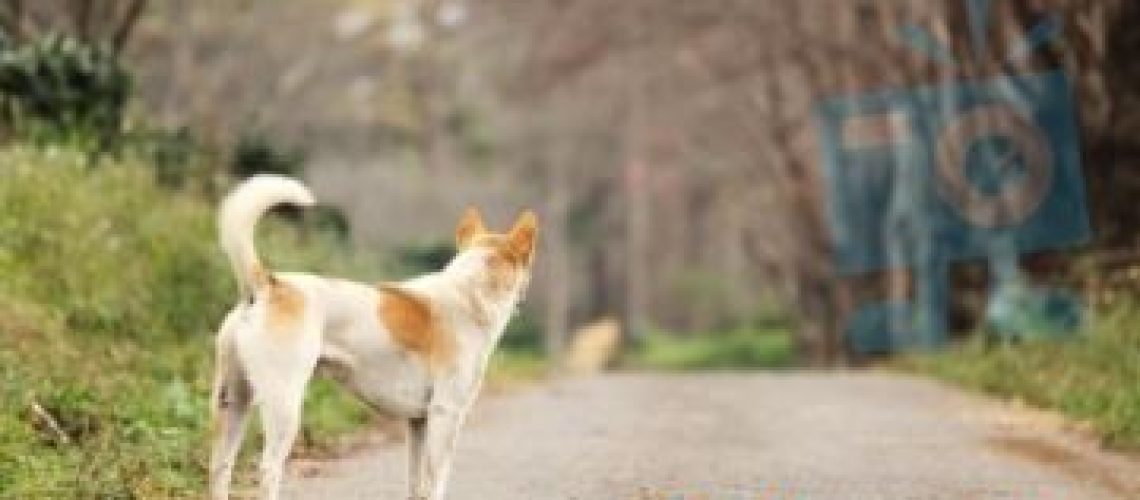 dog waiting