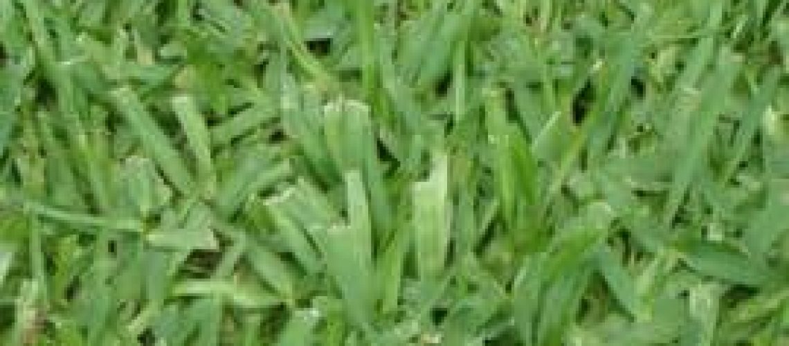 floratam-grass