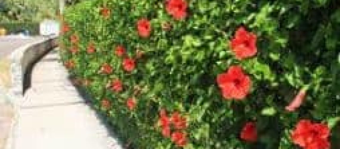 hibiscus hedge