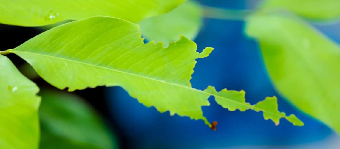 The leaves are eaten by insects.