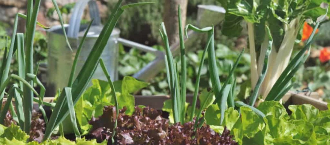 little vegetable garden square with lettuce, onions and chard