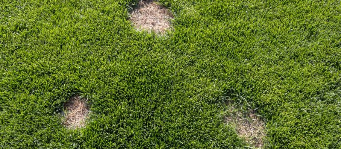 Pests and disease cause amount of damage to green lawns, lawn in bad condition and need maintaining