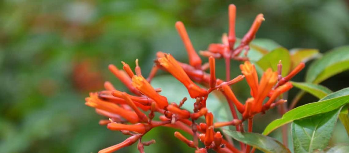 Firebush Or Hummingbird Bush (Hamelia Patens) flower